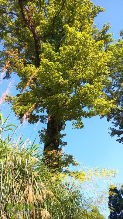 岭山古道IMAG4380