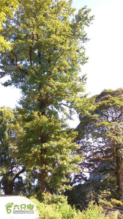 岭山古道IMAG4382