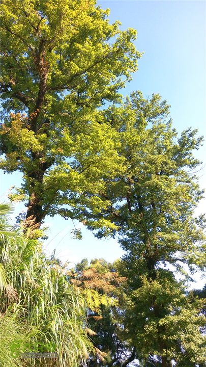 岭山古道IMAG4383