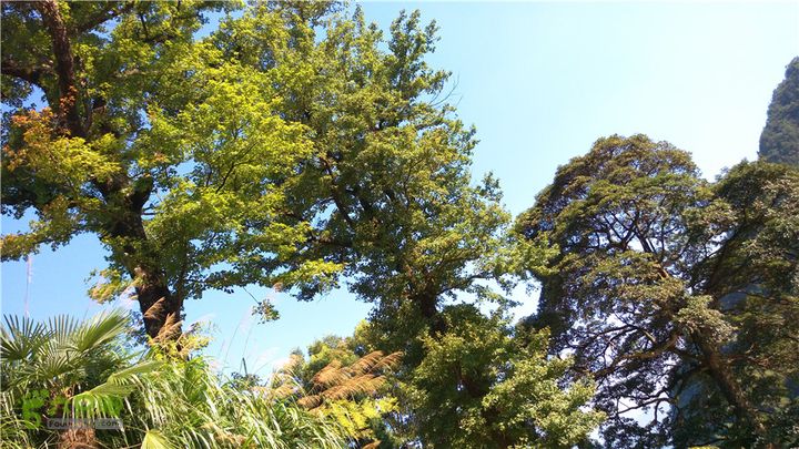 岭山古道IMAG4384