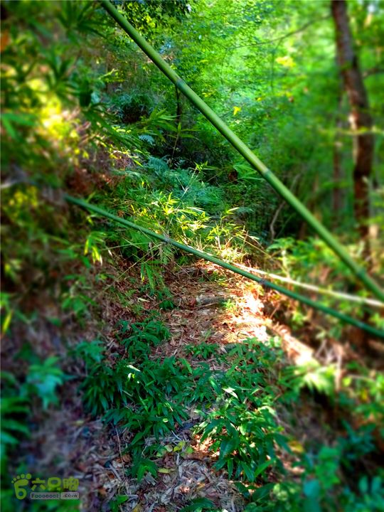 岭山古道IMG_1391