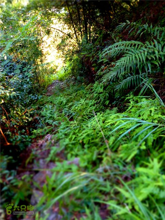 岭山古道IMG_1392