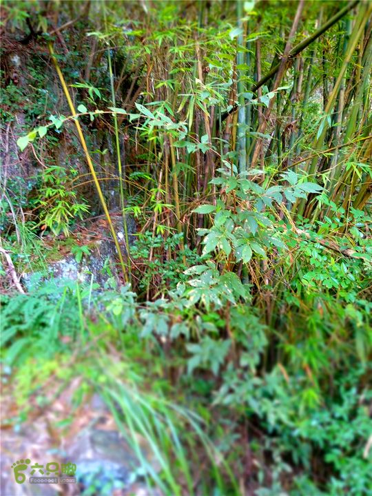 岭山古道IMG_1393