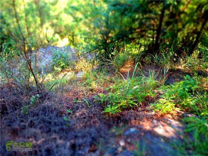 岭山古道IMG_1394