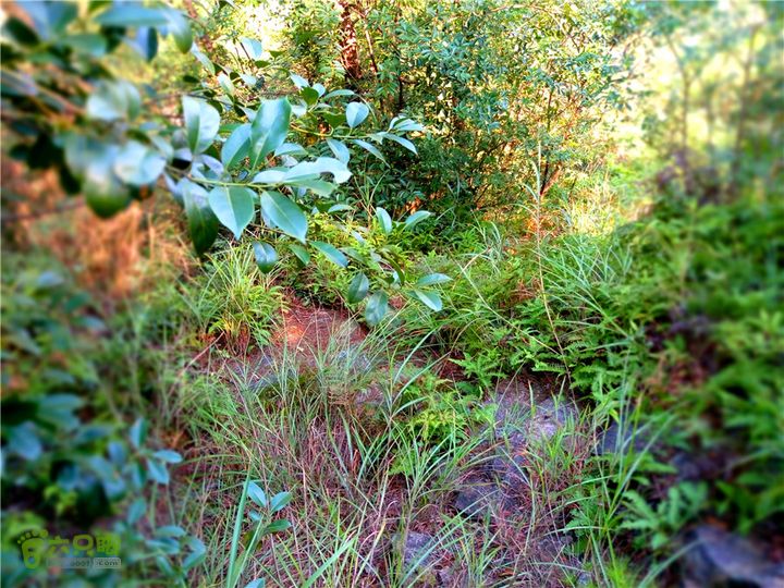 岭山古道IMG_1395