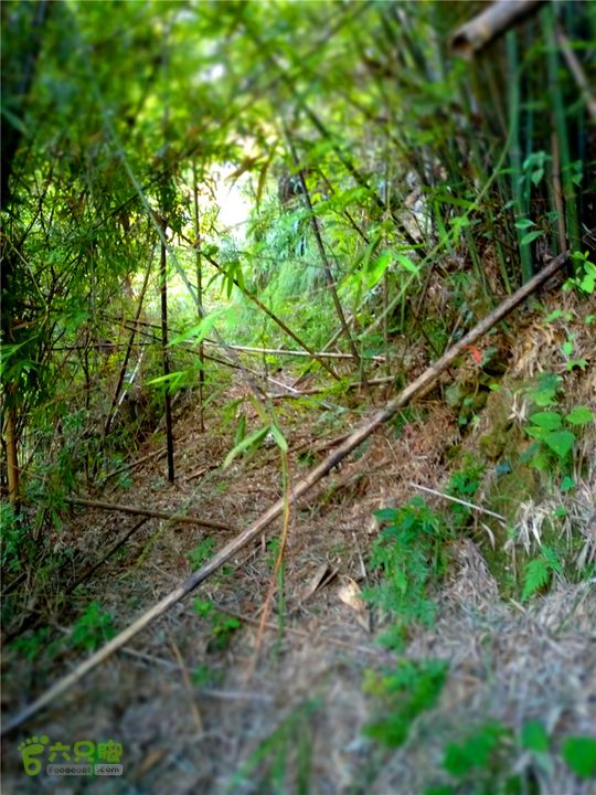 岭山古道IMG_1397