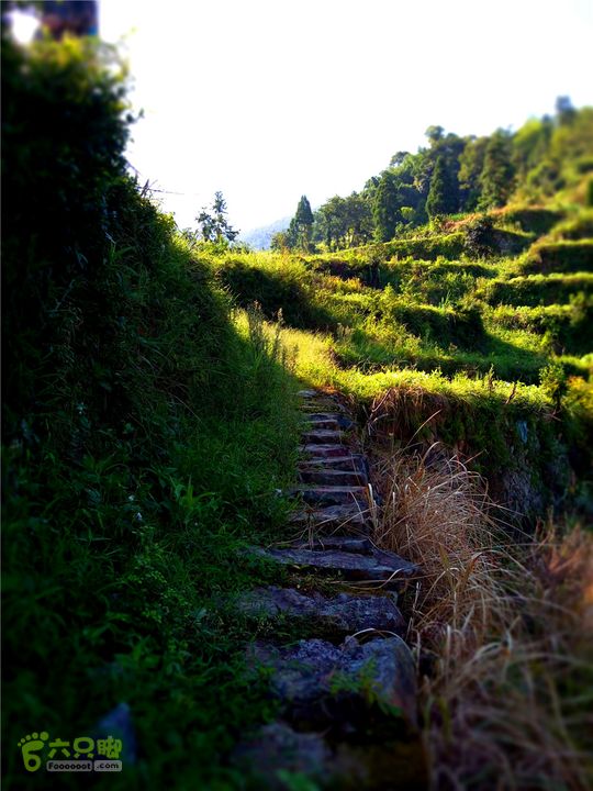 岭山古道IMG_1398