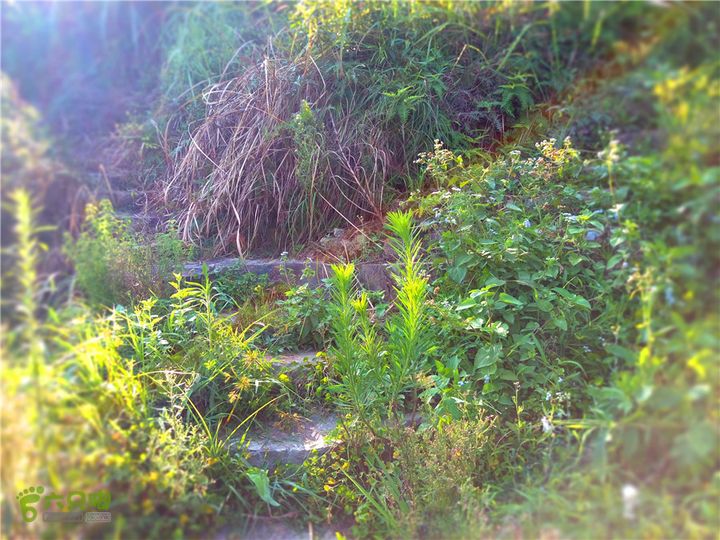 岭山古道IMG_1400