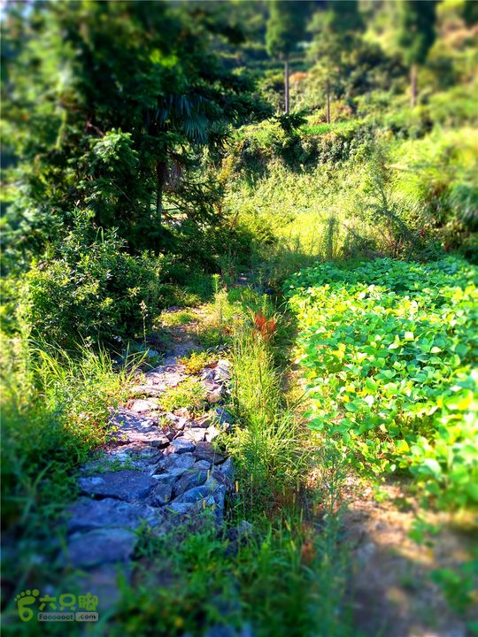 岭山古道IMG_1402