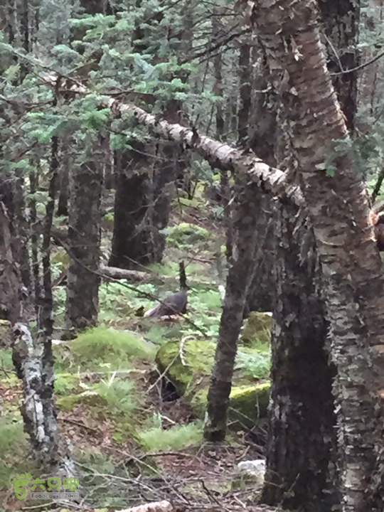 太白山北南穿越天圆地方-铁甲树2015-08-23 11:18:31刚过了南天门，看到林子出现一群不会飞的野鸟，体型较大。