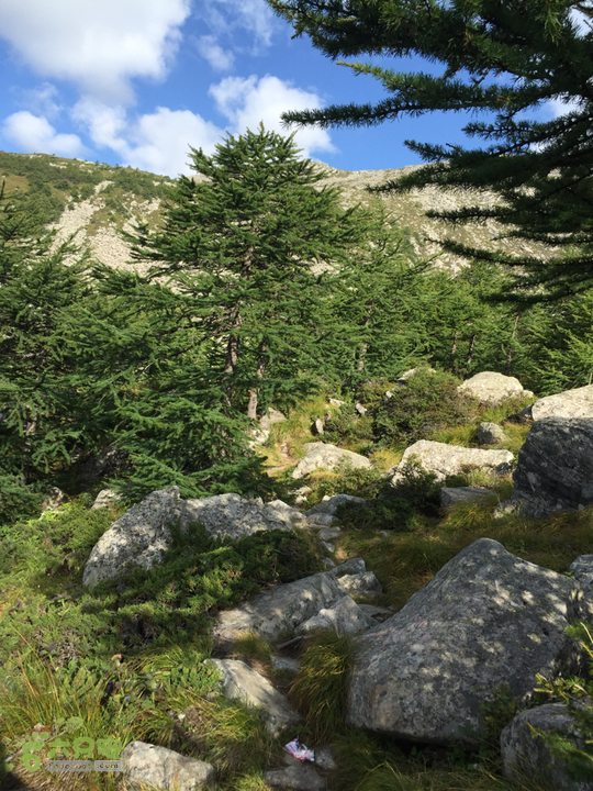 太白山北南穿越天圆地方-铁甲树2015-08-23 08:37:19高海拔出现低矮的针叶树木。