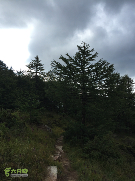 太白山北南穿越天圆地方-铁甲树2015-08-23 08:47:14被泥土植被覆盖的石头，走在上面还是不舒服。