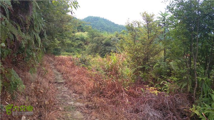 鹤嘴口岭古道IMAG4838