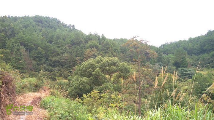 鹤嘴口岭古道IMAG4844