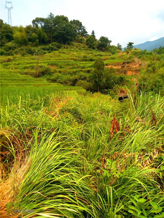 鹤嘴口岭古道IMG_1684