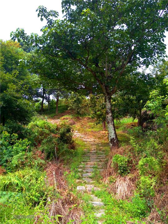 鹤嘴口岭古道IMG_1691