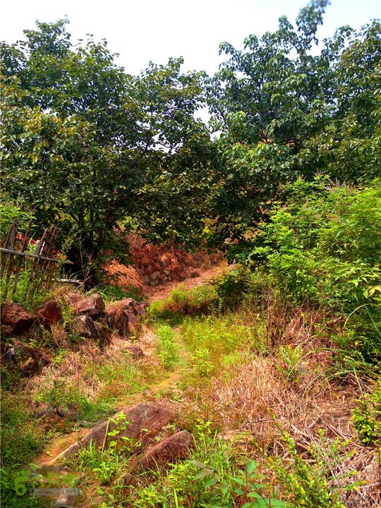 鹤嘴口岭古道IMG_1696