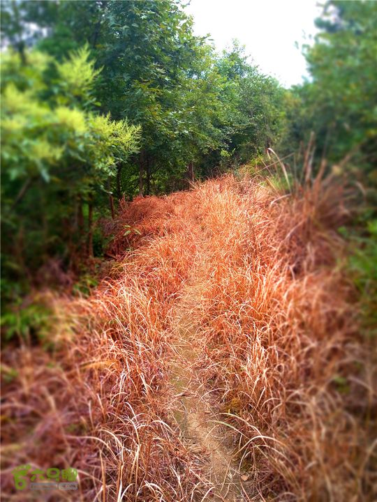 鹤嘴口岭古道IMG_1700