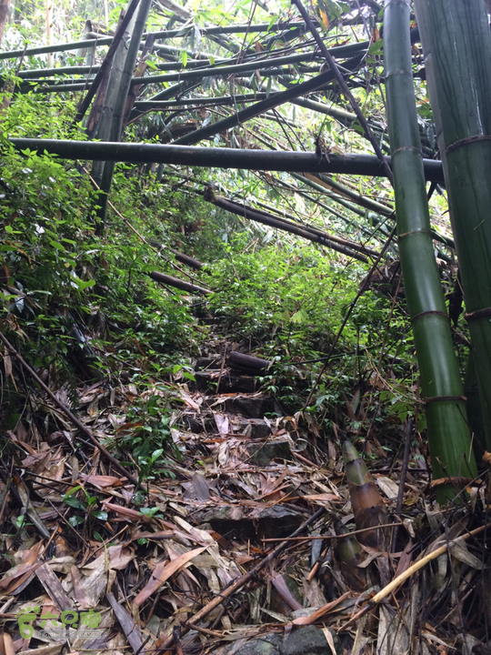 五都村口－王庙水库－水项古道－旗山景区穿越2015-09-04 11:48:11