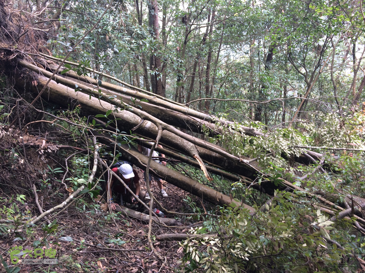 五都村口－王庙水库－水项古道－旗山景区穿越2015-09-04 14:35:01