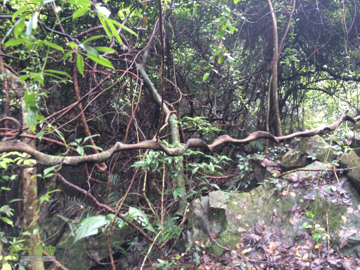 五都村口－王庙水库－水项古道－旗山景区穿越2015-09-04 12:34:17