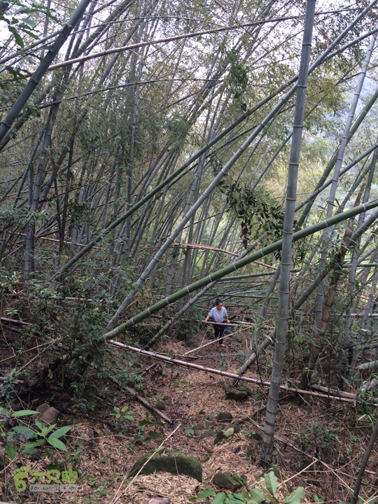 五都村口－王庙水库－水项古道－旗山景区穿越2015-09-04 14:17:04