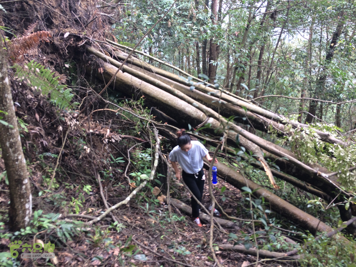 五都村口－王庙水库－水项古道－旗山景区穿越2015-09-04 14:34:46