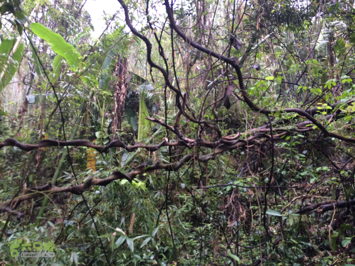 五都村口－王庙水库－水项古道－旗山景区穿越2015-09-04 11:22:55