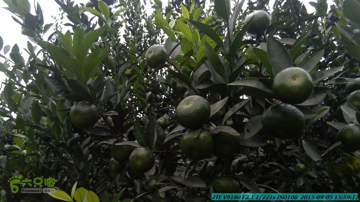 20150905-九屋-江头村IMG_20150905_155912