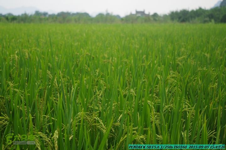 20150905-九屋-江头村IMGP9106