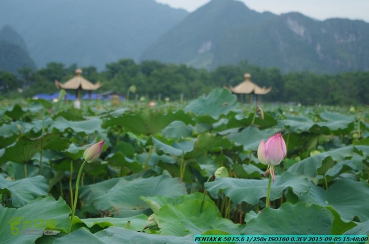 20150905-九屋-江头村IMGP9111