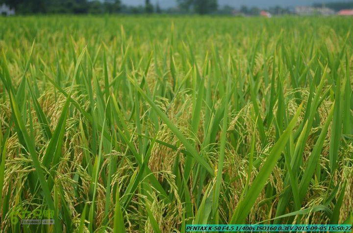 20150905-九屋-江头村IMGP9114