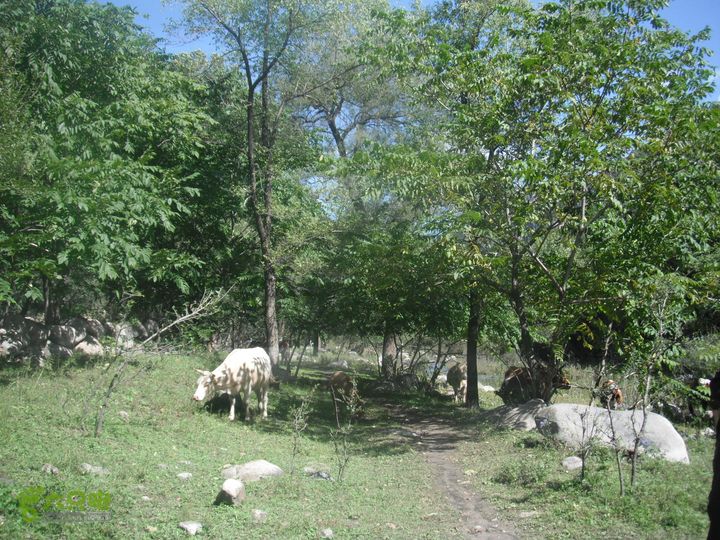 西羊坊-后河-龙聚DSCF7232