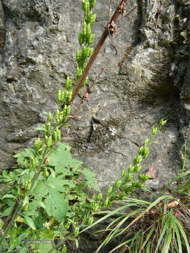 15.9.20南太行西沟到双底白径古道红豆杉大峡谷DSCF0025