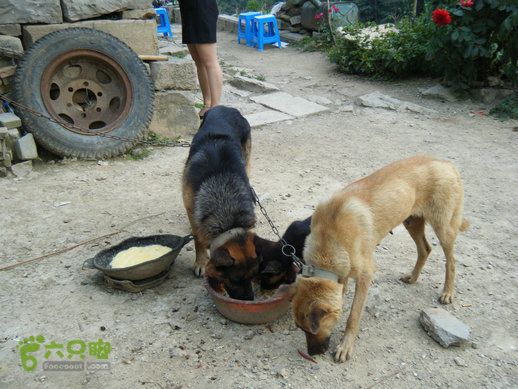 15.9.20南太行西沟到双底白径古道红豆杉大峡谷DSCF0047