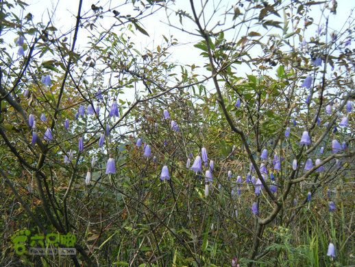 15.9.20南太行西沟到双底白径古道红豆杉大峡谷DSCF0050