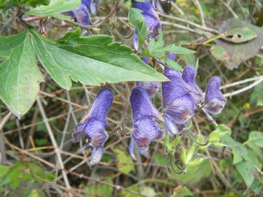 15.9.23南太行之东庙华五莽岭磨剑峰瀑布南坪DSCF0380