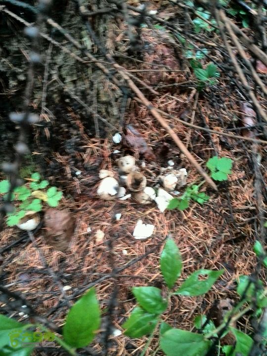 2015.9.25小岭-平山2015-09-25 16:06:49