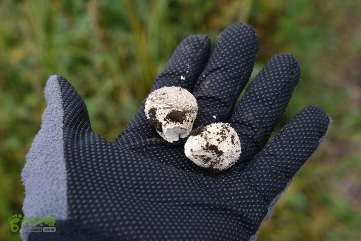 古交狐爷山（狐偃山）DSC_3421