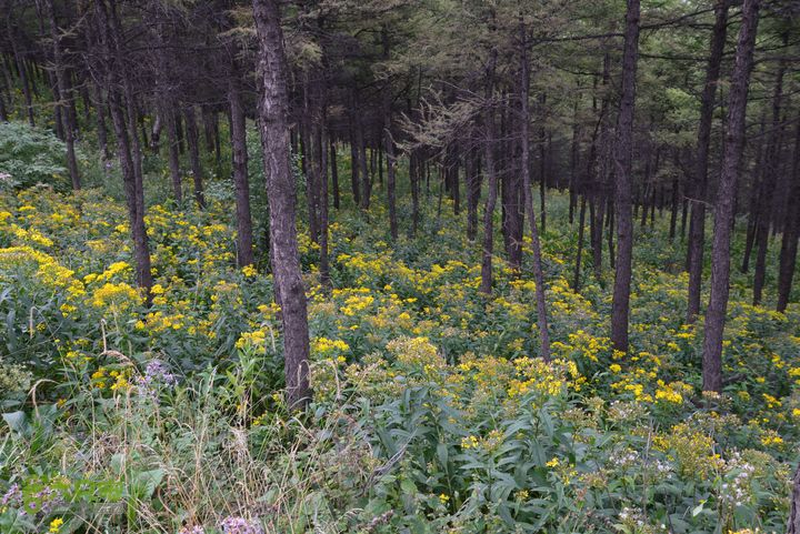 古交狐爷山（狐偃山）DSC_3494