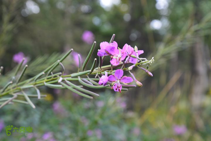 古交狐爷山（狐偃山）DSC_3520