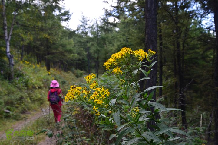 古交狐爷山（狐偃山）DSC_3538