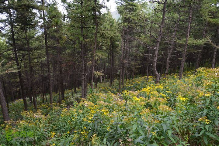 古交狐爷山（狐偃山）DSC_3549