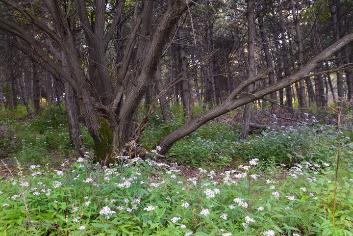 古交狐爷山（狐偃山）DSC_3562