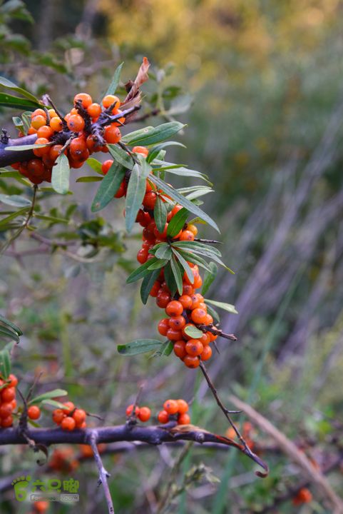 古交狐爷山（狐偃山）DSC_3628