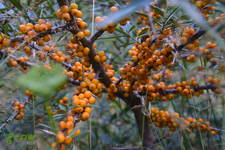 古交狐爷山（狐偃山）DSC_3647
