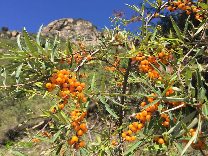 古交狐爷山（狐偃山）IMG_4734