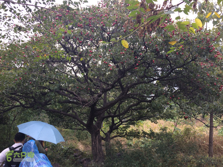 南太行：南坪村－水磨村－郭亮村－梯西坡－松树凹穿越2015-10-06 13:17:43