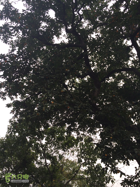 南太行：南坪村－水磨村－郭亮村－梯西坡－松树凹穿越2015-10-06 13:20:00