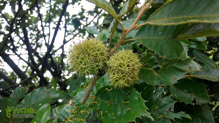 31下午古蔺板栗